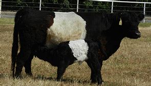 Western Belted Galloway Association - breeders dedicated to belted ...