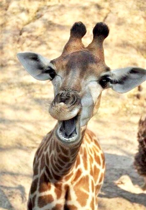 Cute baby giraffe making a silly face. | Cuccioli di animale, Animali carini, Foto con animali