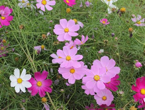 10 Easy-To-Grow Flowers For Beginners - Backyard Boss