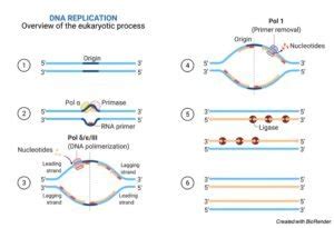 DNA Replication: Steps, Process & Mechanism I Research Tweet