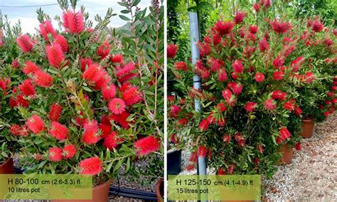 Callistemon Laevis (Bottlebrush) – Shrub – Garden Plants Online