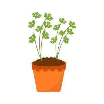 Coriander Plants PNG, Vector, PSD, and Clipart With Transparent ...