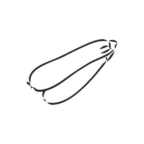 zucchini vector sketch 7307508 Vector Art at Vecteezy