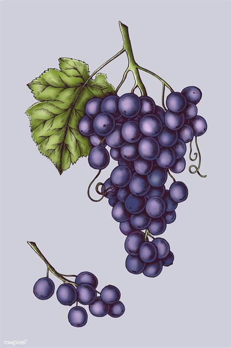 Fresh organic purple grapes vector | premium image by rawpixel.com / marinemynt | Purple grapes ...