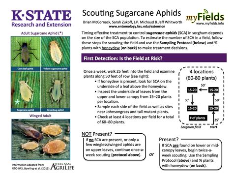 aphids | Extension Entomology