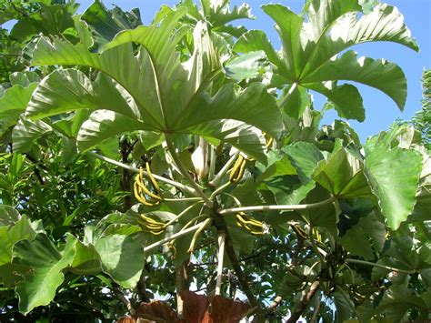 Cecropia peltata (Cecropia Tree) - Richard Lyons Nursery, Inc.