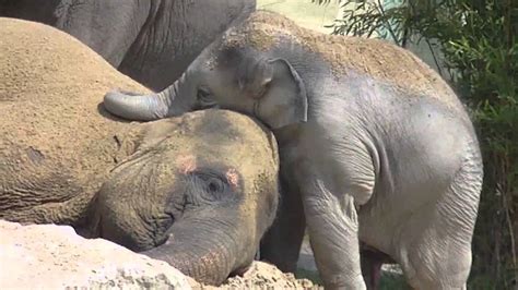 Cute Baby Elephant Ludwig cuddling with his mother Temi - Baby Elefant schmust mit Mama Temi ...