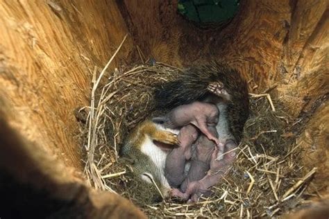 Squirrel Nest - Learn About Squirrel Nesting Season - Squirrelcontrol.ca