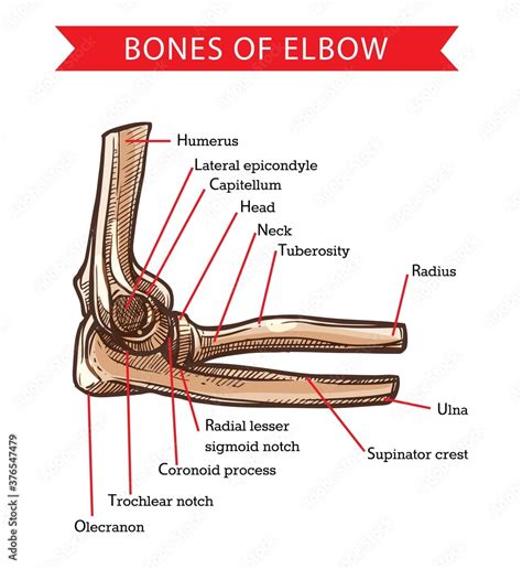 Coronoid Process Arm