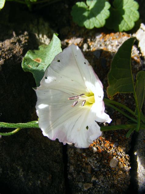 Creeping jenny | Creeping jenny, Flowers photography, Wild flowers