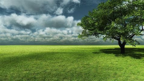 Big Tree with Grass Field Landscape wallpaper | WALLPAPER COLLECTION ...