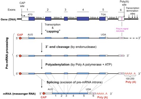 Lecture 12 RNA processing capping and polyadenylation Flashcards | Quizlet