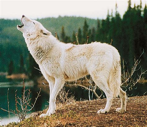 Animal Actor's of Hollywood, Inc. - Official Website | Wolf howling, Wolf, Cute animals