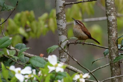 Carolina Wren in Spring Habitat Photograph by Cascade Colors - Fine Art ...