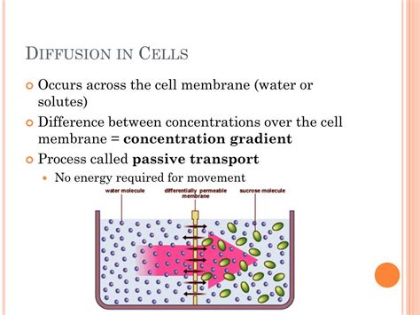 PPT - The role of the cell membrane in transport PowerPoint Presentation - ID:3028430