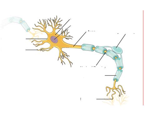 axon labeling Quiz