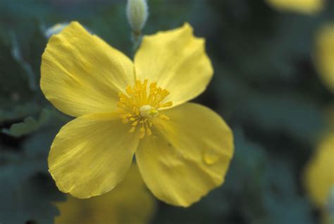 Free picture: celandine, poppy, flower, stylophorum, diphyllum