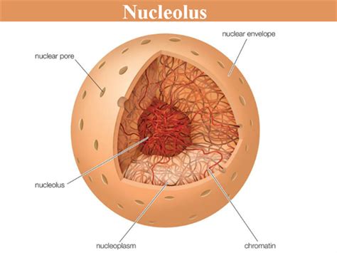 Nucleolus - Structure, Functions and its Comparison with Nucleus