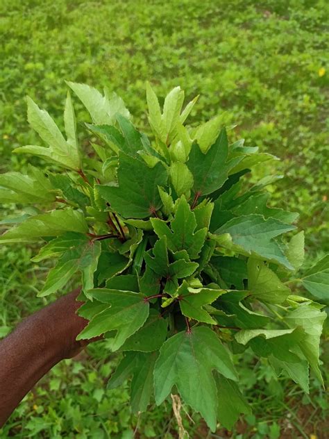 Gongura leaves