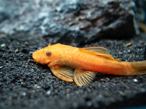 Super Red Bristlenose Pleco (Ancistrus sp.), TANK-BRED! on sale today ...