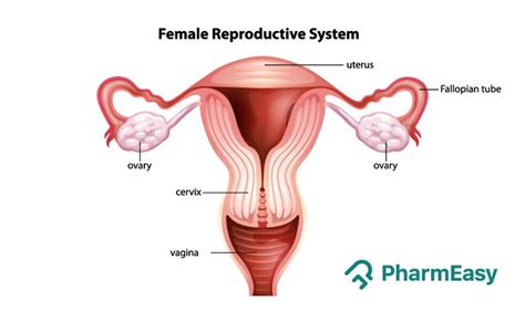 External Female Reproductive System Diagram