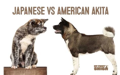 American Akita Vs Japanese Akita: Key Differences A-Z, 59% OFF