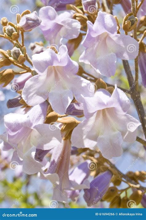 Empress tree stock photo. Image of european, nature, purple - 61694266