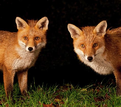 Fox Cubs by S.mcgrath