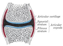 Joint capsule - Wikipedia