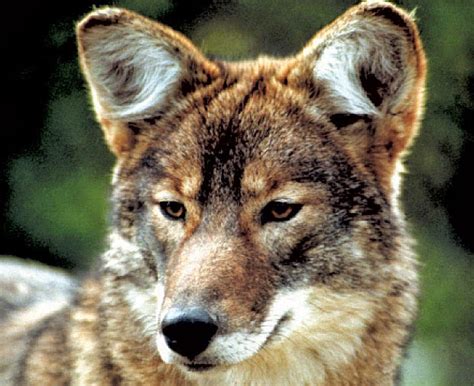 Coywolves in Rock Creek Park? What is a Coywolf?