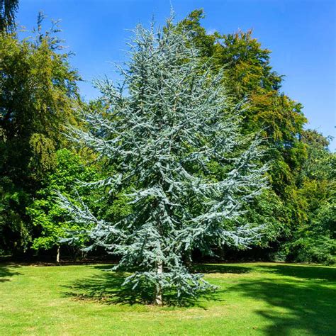 Blue Atlas Cedar Trees for Sale– FastGrowingTrees.com