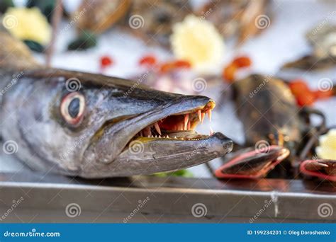 Close Up on Barracuda Teeth. Sea Fresh Fish Barracuda at Street Food ...