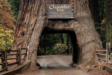 Redwood Forest, Northern CA | Famous trees, Chandelier tree, Redwood tree