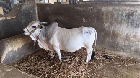 Common Disease In Punganur Cow | Goel Vet Pharma