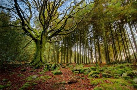 Care este cea mai veche pădure din România? Paduri vechi in Romania