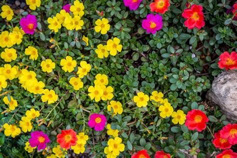 30 Colorful Flowers and Foliage for the Garden