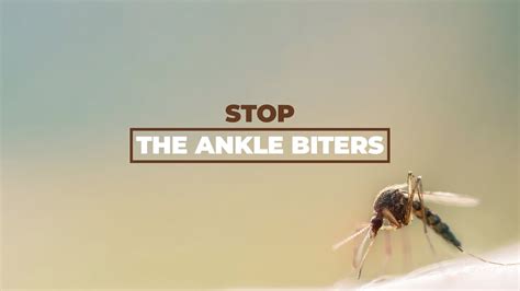 Mosquito Control - Stop the Ankle Biters - YouTube