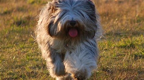 Polish Lowland Sheepdog: The Ultimate Guide to This Lively and Intelligent Breed - PetHelpful