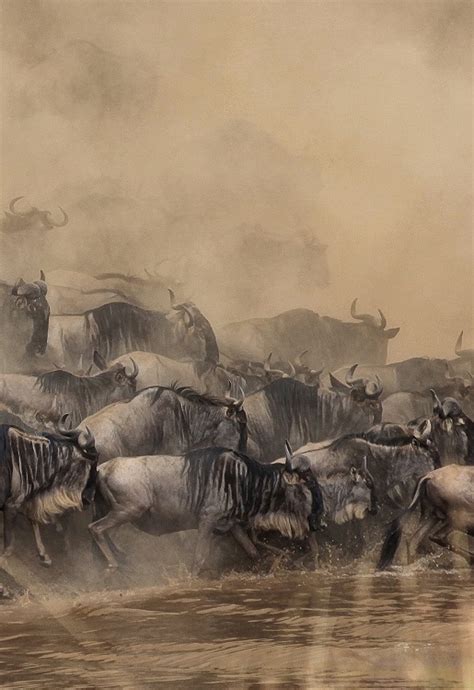 Wildebeest Migration in Masai Mara, Kenya | When to see the great migration in 2021 & 2022