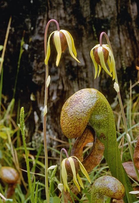 California Pitcherplant