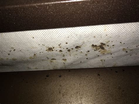 Are these fecal stains? : r/Bedbugs