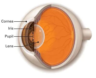 Lens - American Academy of Ophthalmology