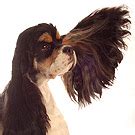 Ear Mites in Dogs | Oak Tree Veterinary Hospital