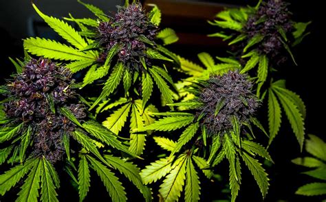 How to Grow Pink or Purple Cannabis Buds | Grow Weed Easy