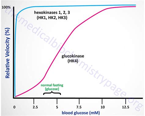 Glycolysis and the Regulation of Blood Glucose - The Medical Biochemistry Page