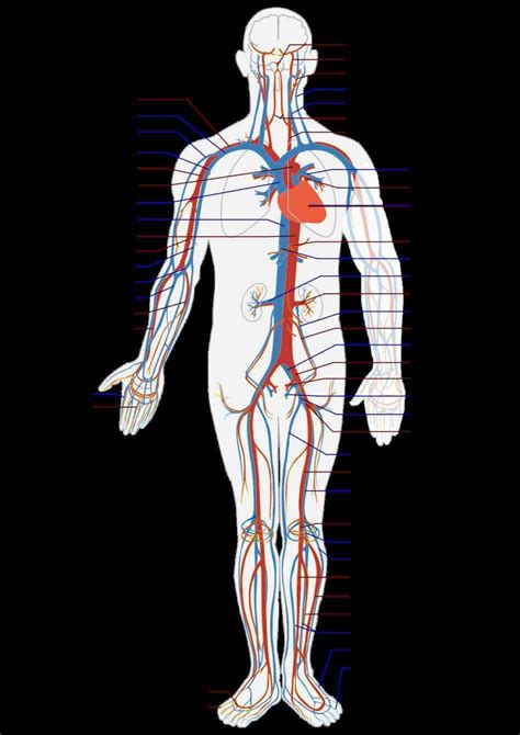 Arteries And Veins Anatomy Diagram | MedicineBTG.com