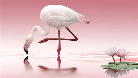 Flamingo Walpper HD wallpaper | Pxfuel