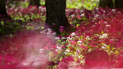 Pink Forest Flower Wallpapers - Top Free Pink Forest Flower Backgrounds ...