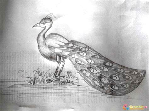 Peacock Drawing In Pencil - GranNino