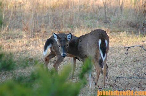 Create a Productive Deer Hunting Place in Your Yard - John In The WildJohn In The Wild | John E ...